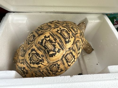 지난 5월 예산에서 발견된 레어파드 육지거북