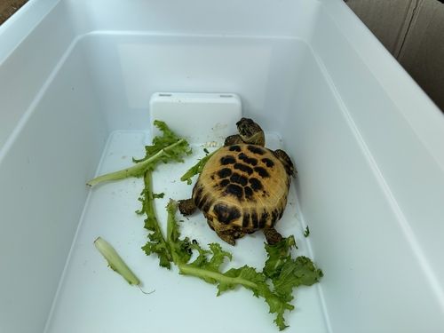 예산에서 발견된 호스필드 육지거북