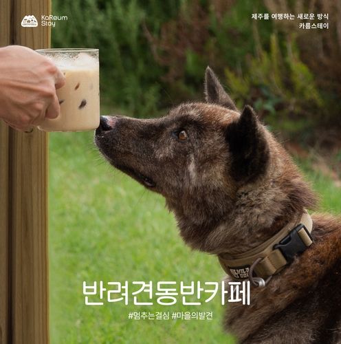 반려견동반카페