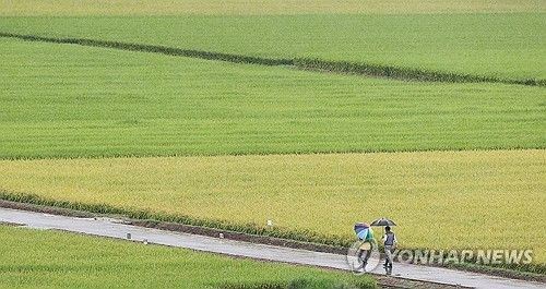 비 내리는 들녘