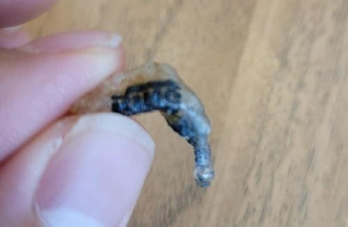 버거킹 햄버거 고기 패티에서 나온 이물질