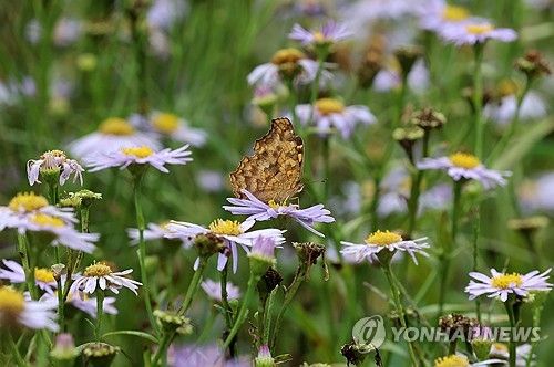 가을꽃 향기에 취했어요