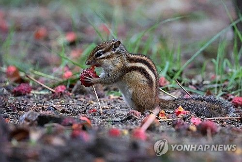 먹이 찾는 다람쥐