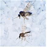 독도점등에모기 성충