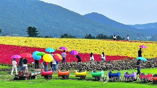 제주의 가을은 색의 향연
