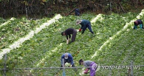 빗속 고랭지 배추 수확