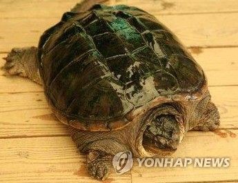 늑대거북