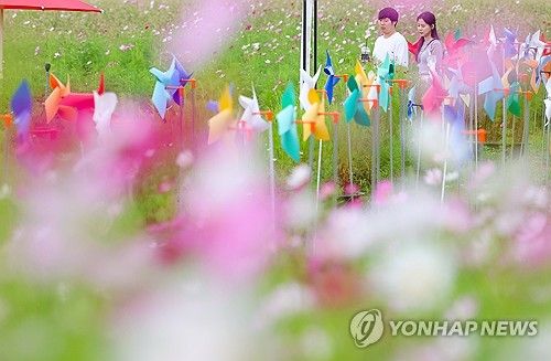 가을 코스모스 속 데이트