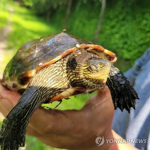 중국줄무늬목거북