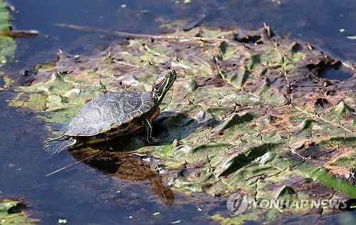 멸종위기종과 생태계교란종