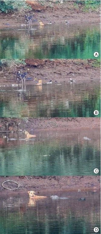 물에 빠진 강아지 뭍으로 밀어내는 인도의 늪악어 모습