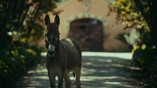 영화 '당나귀 EO' 속 한 장면