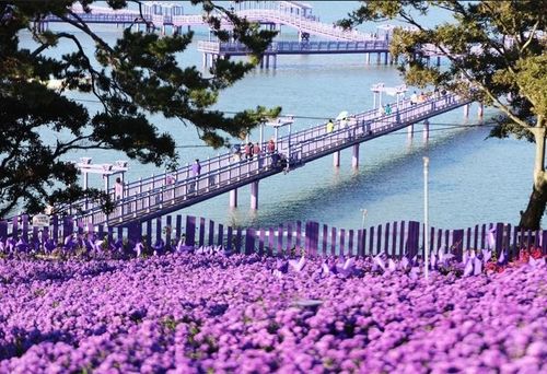 퍼플섬에 핀 아스타꽃