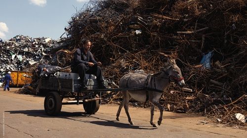 영화 '당나귀 EO' 속 한 장면