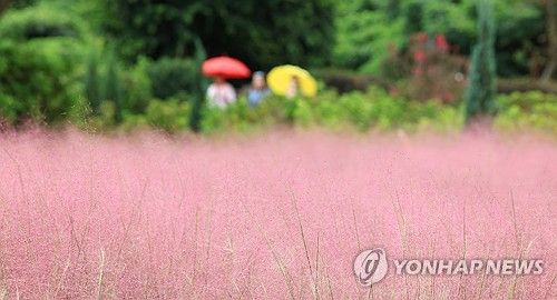 가을, 핑크뮬리의 계절