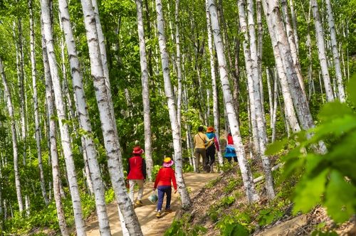 섬강 자작나무숲 둘레길
