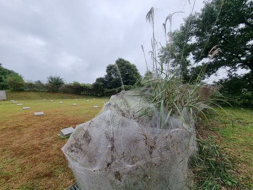 실타래처럼 거미줄 뒤엉킨 '북한군 묘지' 인근 나무 