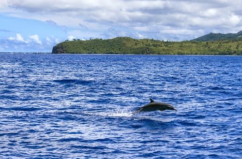점프하는 돌고래 [사진/성연재 기자] 