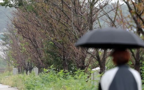 잎이 다 떨어진 경포천 둑의 벚나무