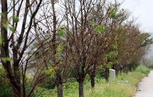 잎이 다 떨어진 경포천 둑의 벚나무
