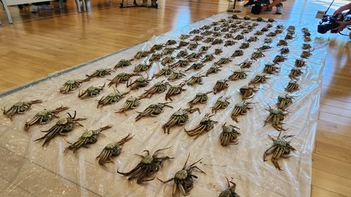 울산해경이 압수한 불법 포획 대게