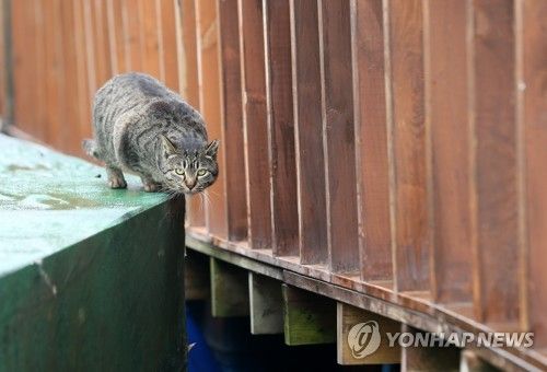 길고양이