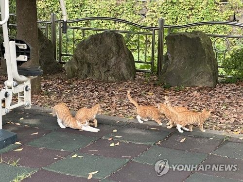길고양이