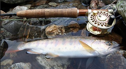 계곡에서 잡힌 산천어 [사진/성연재 기자] 