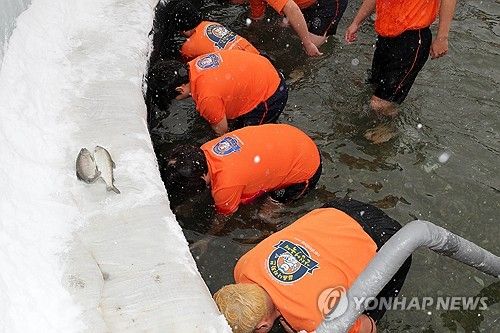 구석으로 몰린 산천어를 잡으려는 낚시꾼들 [사진 /박영서 기자] 