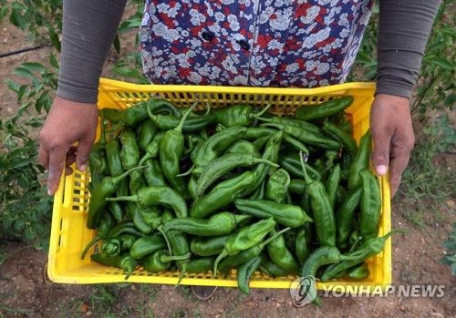 수확물 옮기는 농부