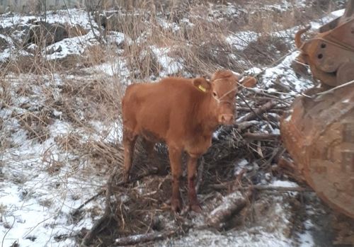 구조된 송아지
