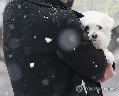 주인 품에 안긴 강아지 