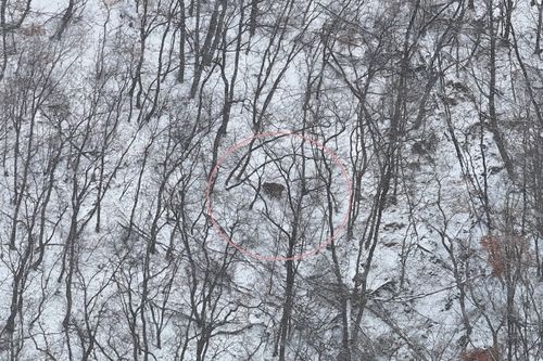 드론으로 확인된 송아지(붉은색 원)