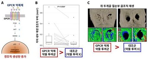 "세포 내 단백질 조절해 뼈·치아 재생 촉진" - 2