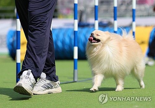 행복에 취한 강아지