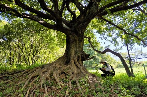 연구팀이 거제시 능포동에서 발견한 팽나무