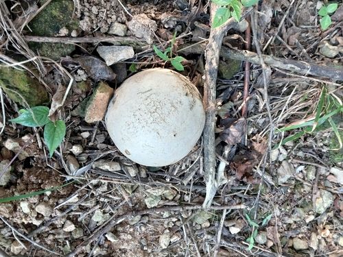 고흥서 발견된 댕구알버섯