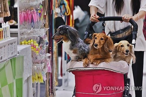 반려견의 나들이