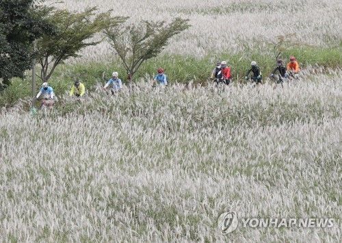 '은빛 물결' 태화강변 억새밭