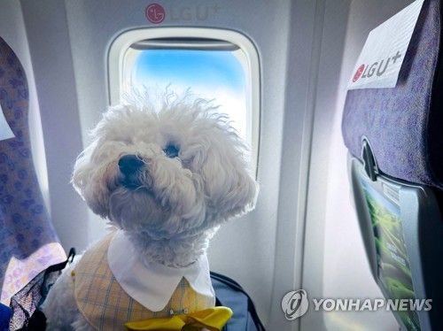 반려견 동반 전용기에 올라탄 반려견