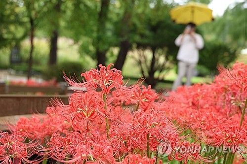 가을비 젖은 꽃무릇