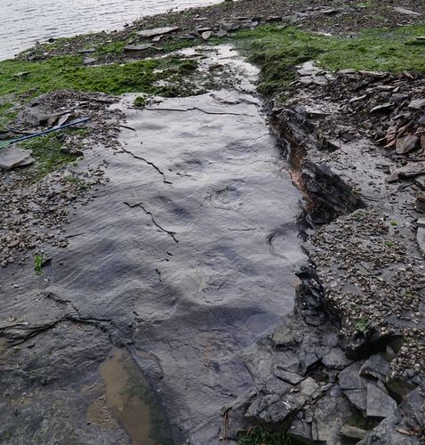 거제서 발견된 스테고사우루스 화석 