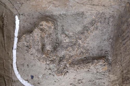 서문 터 구덩이에서 확인된 동물 유체