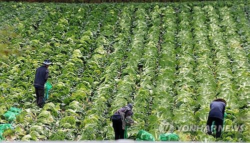 대관령 고랭지 배추 출하