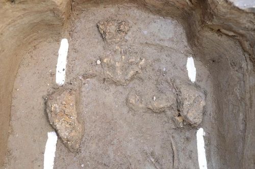 서문 터 구덩이에서 확인된 동물 유체