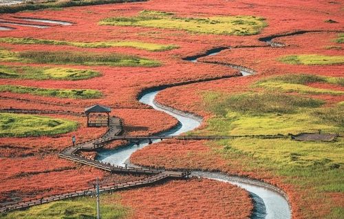 함초 자생지 풍경