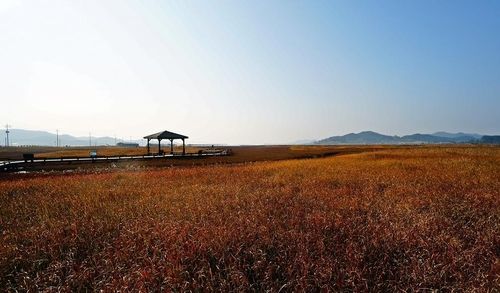 함초 자생지 풍경