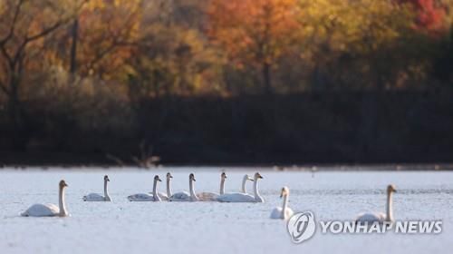 가을 단풍과 주남저수지 큰고니