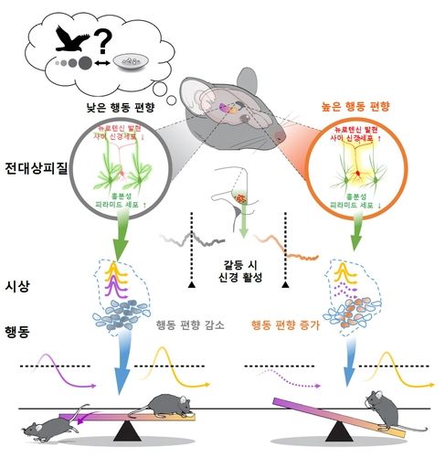 대뇌피질-시상핵에 의한 행동 편향 조절 기제 