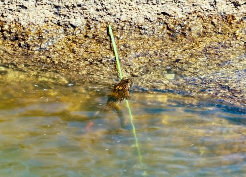 구정봉 정상 웅덩이 속 개구리[사진/백승렬 기자]